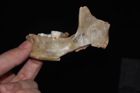 One jaw from the human remains set of Gough's Cave